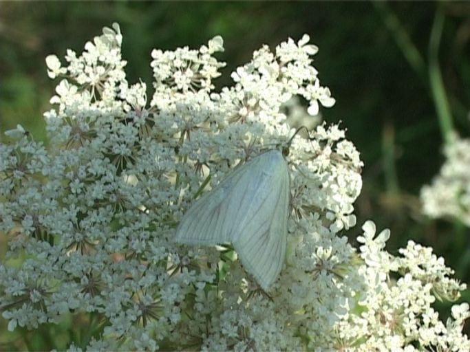 Möhrenzünsler ( Sitochroa palealis ) : Am Niederrhein, Biotop, 04.08.2007